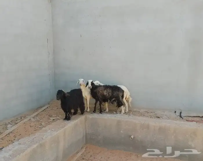 شاه مهجن حري مع نجند حايل الون اسود 0