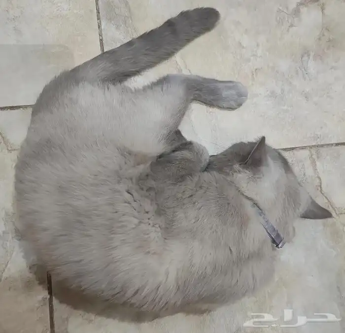 قط للتبني 3