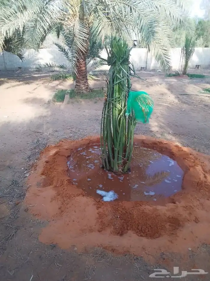 يوجد لدينا جميع انواع النخيل المثمره وجميع المقاسات المختلفة 5