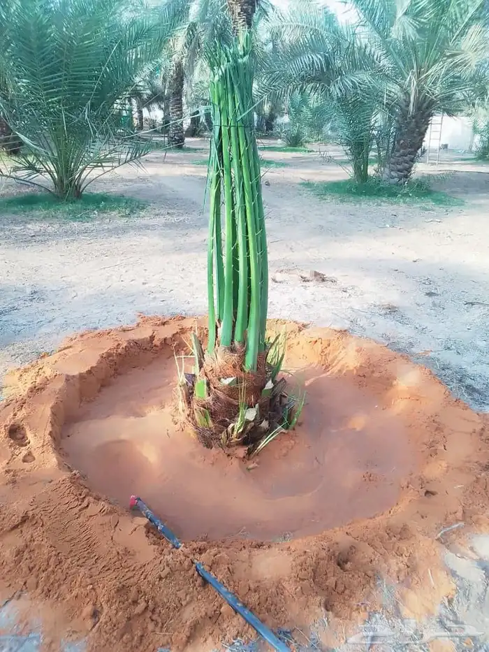 يوجد لدينا جميع انواع النخيل المثمره وجميع المقاسات المختلفة 4