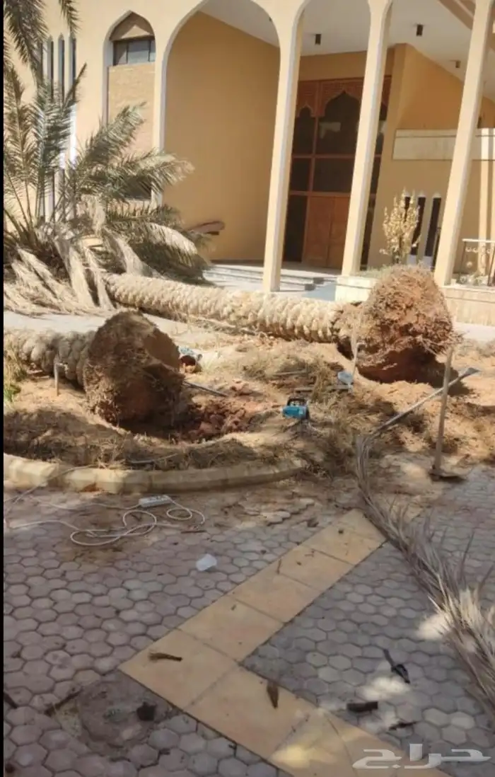 قص الأشجار وتكريب النخيل 3