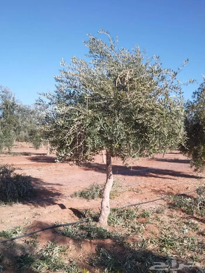 أشجار زيتون ونخل مثمرللبيع 9
