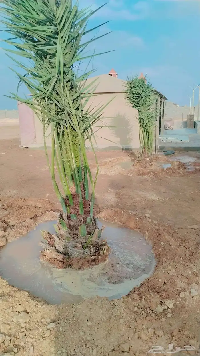 نخل للبيع نخيل نقابل فسايل جثايث خلاص برحي سكري صقعي شيشي 5