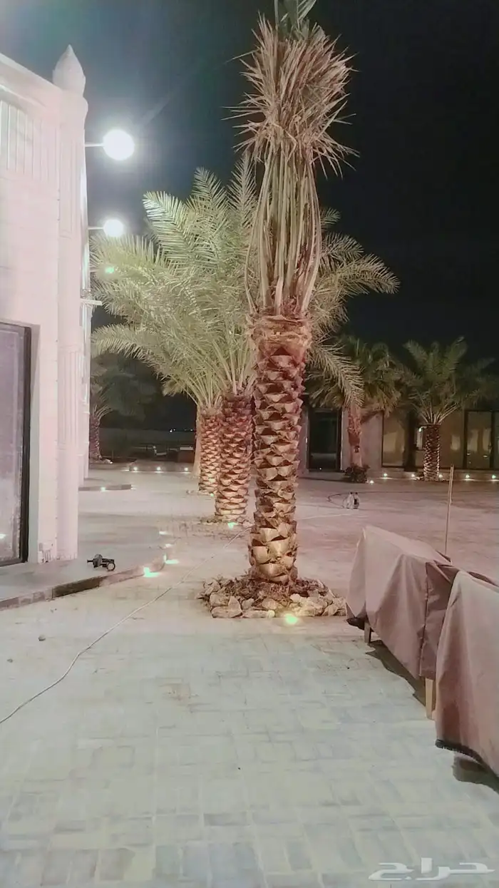 نخل للبيع نخيل نقابل فسايل جثايث خلاص برحي سكري صقعي شيشي 2