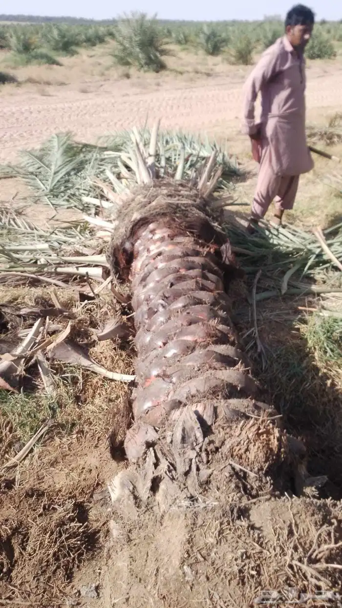 نخل اللبيع 3