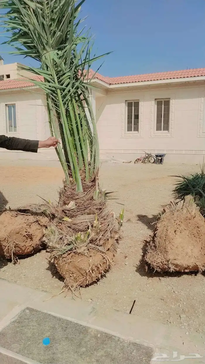 نخل للبيع نخيل نقابل فسايل جثايث خلاص برحي سكري صقعي شيشي 0