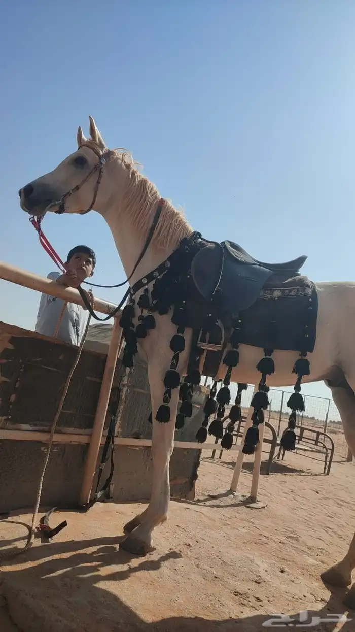 فحل واهو ولد خيدار 0
