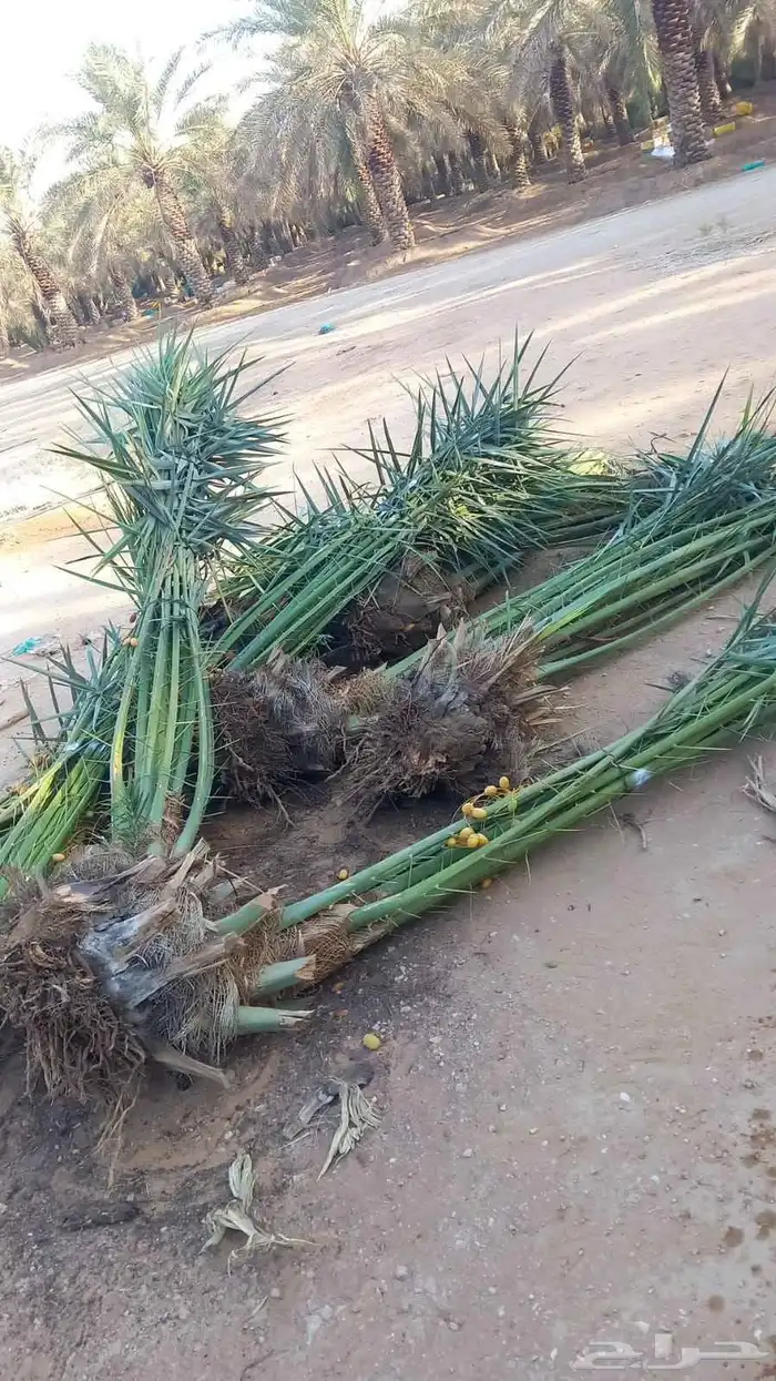 نخل مثمر نخيل مثمره للبيع نقايل فسايل جثايث 2