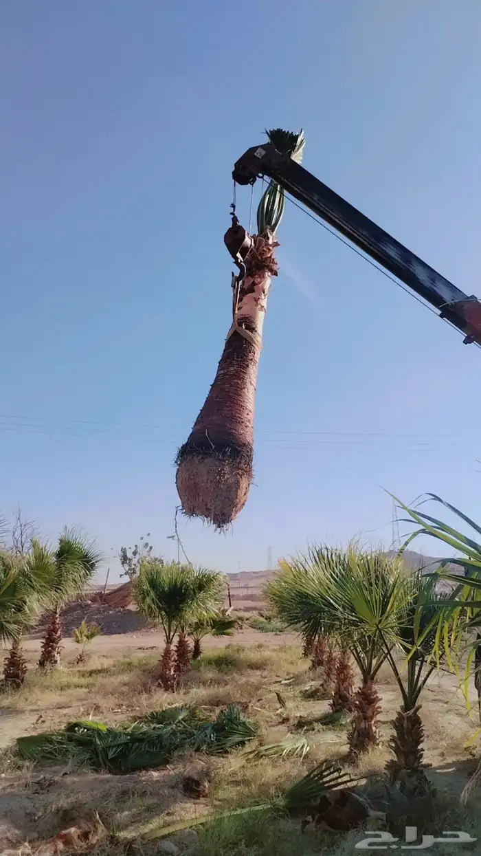 نخل للبيع نخيل نقابل فسايل جثايث خلاص برحي سكري صقعي شيشي 6