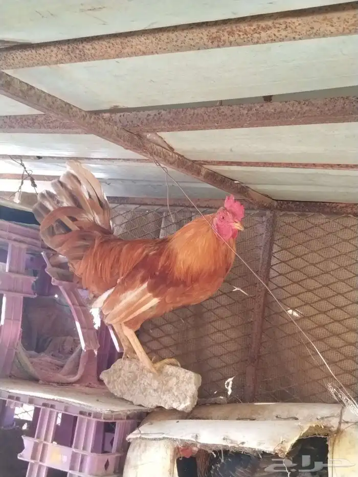 اثنين ديوك و دجاج ل البيع 0