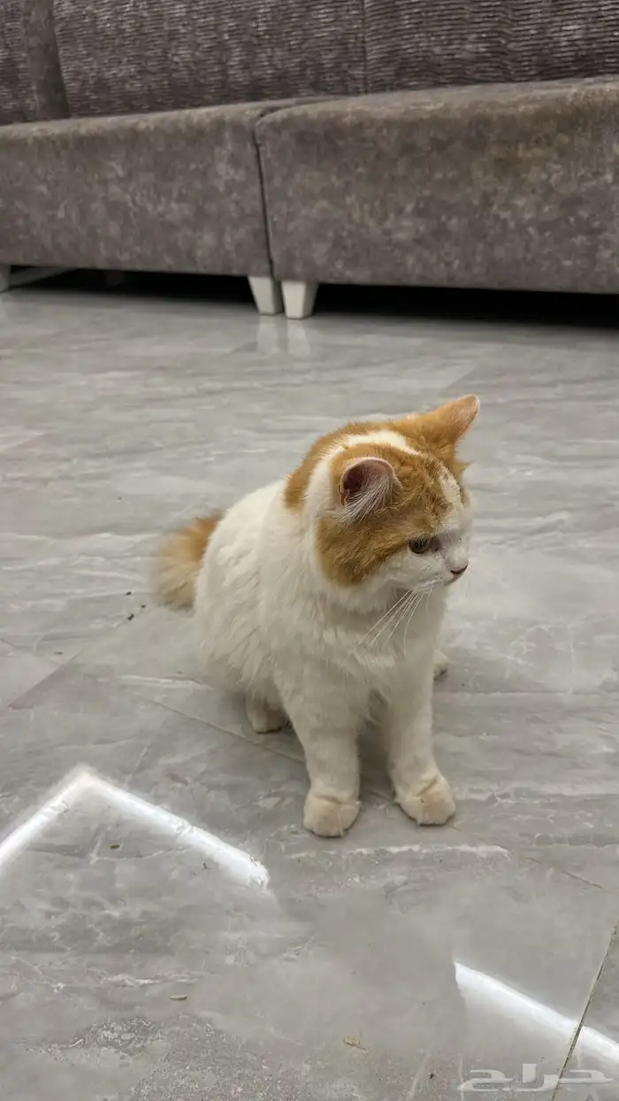 قطه للبيع 1