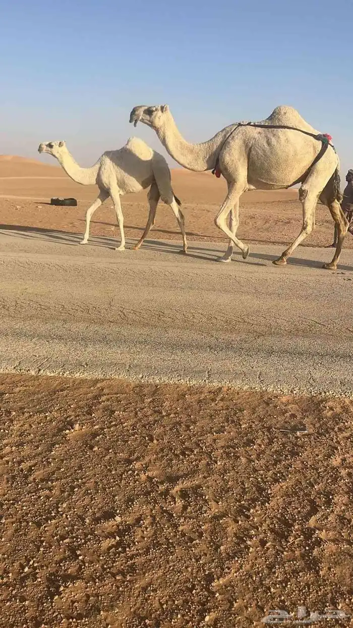 البيع عشراء طيبه 0