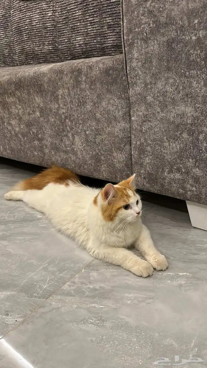 قطه للبيع 0