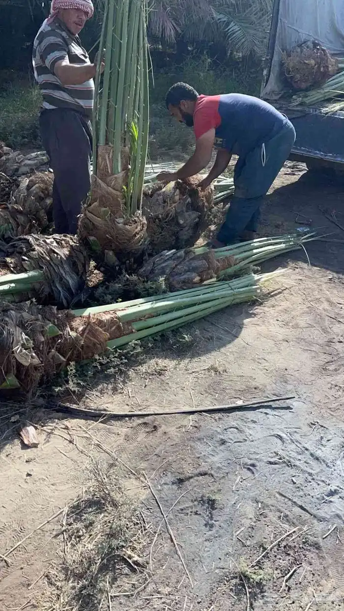 نخل مثمرة اخلاص برحي سكري صقعي مجدول برحي هلالي شيشي عجوه 1