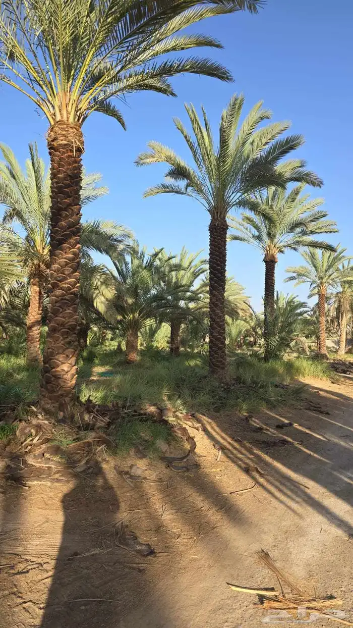 موسسه للمقاولات متخصصون في وتوريد وتركيب جم 8