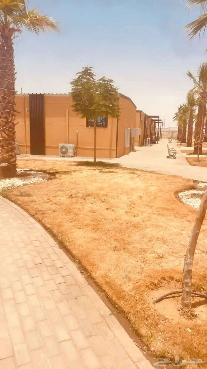 أشجار زيتون ونخل مثمرللبيع 8