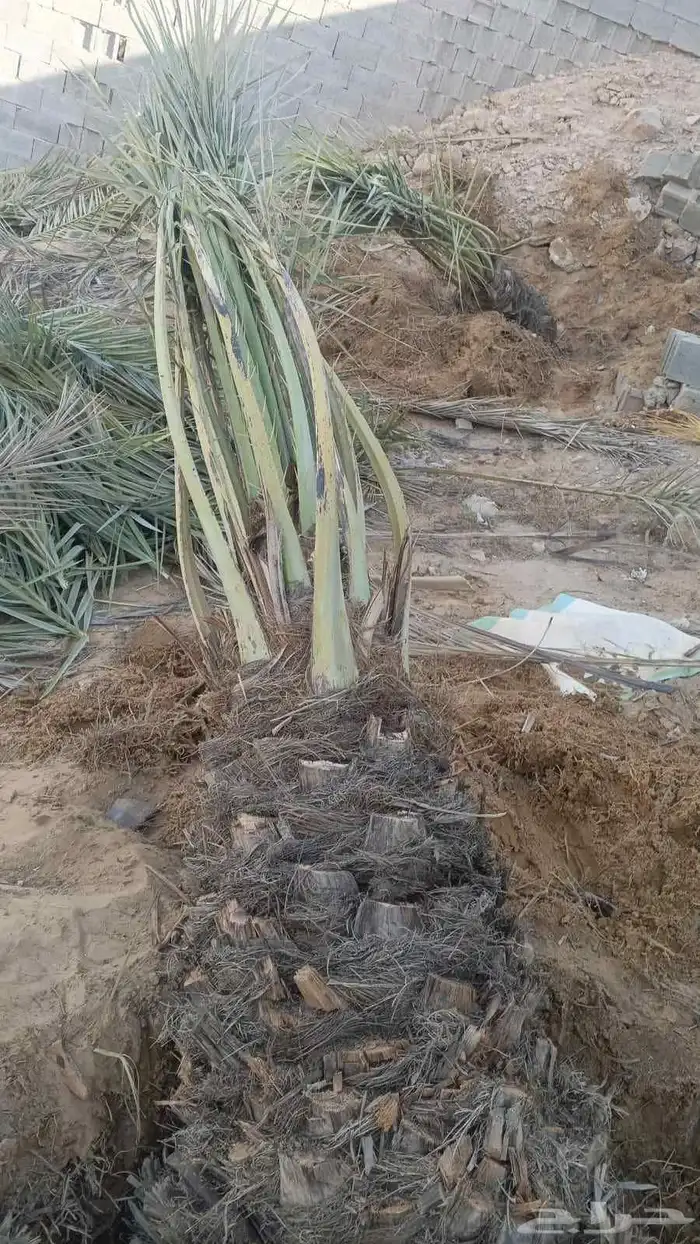 نخل للبيع من القصيم ع الطلب الكميات متوفرة ع الطلب 5