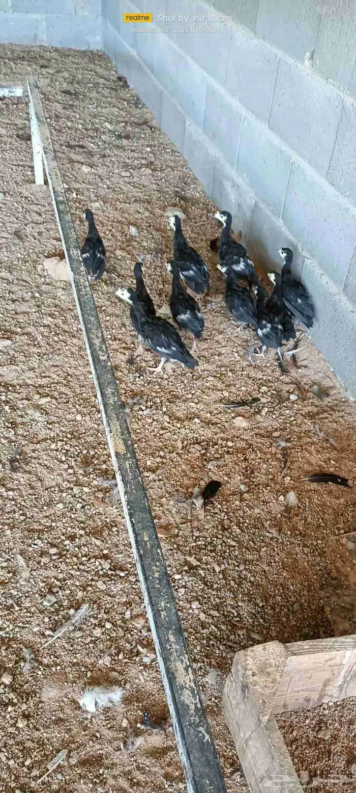 10 فروخ رومي العمر شهر ونصف 1