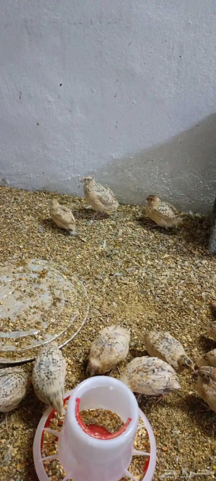 سمان بشاير 1