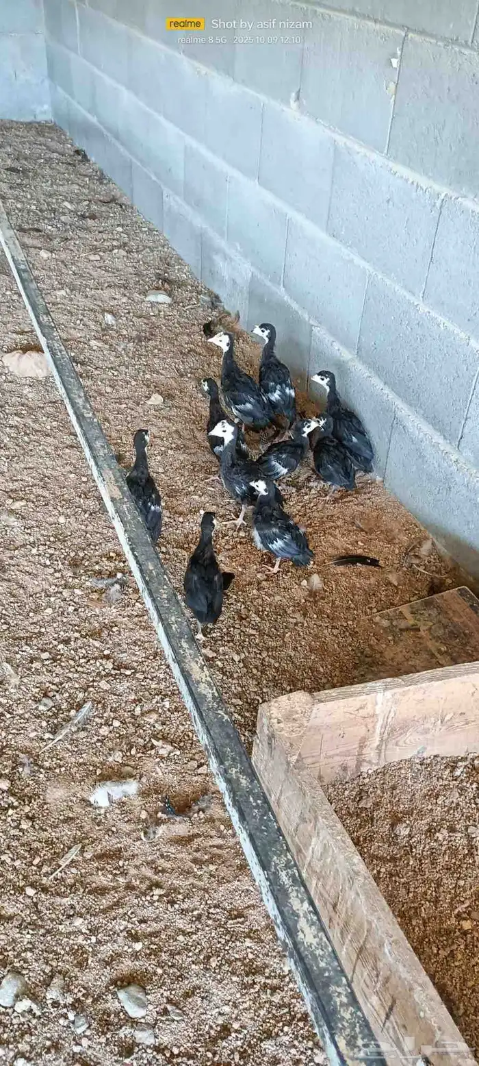 10 فروخ رومي العمر شهر ونصف 3