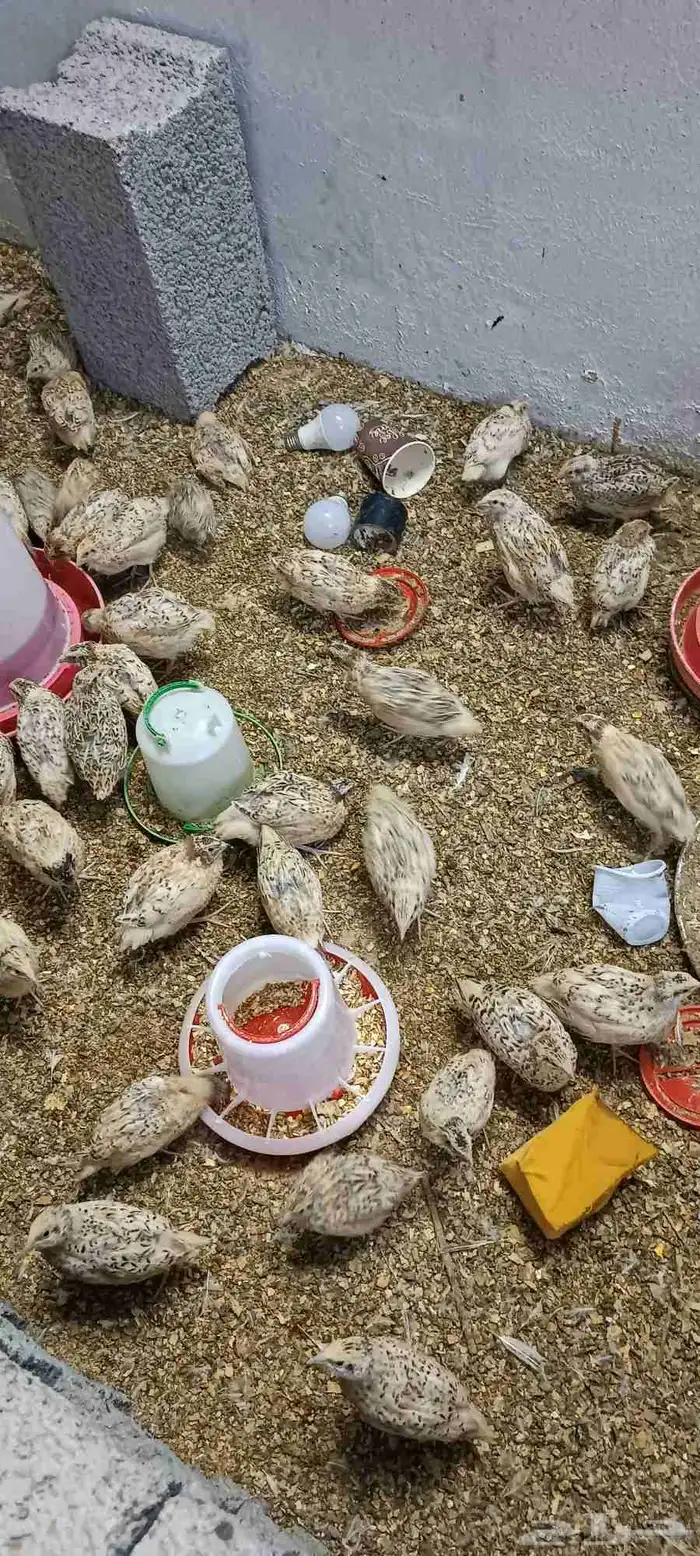 سمان بشاير 4