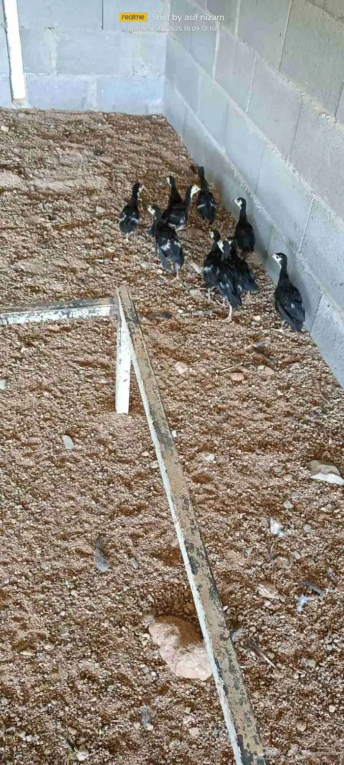 10 فروخ رومي العمر شهر ونصف 4