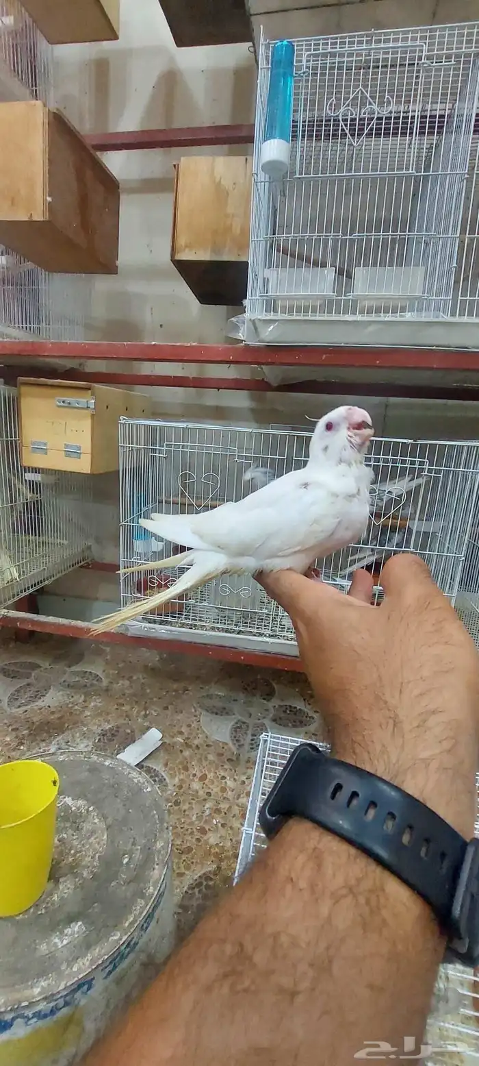 فرخ كروان 0