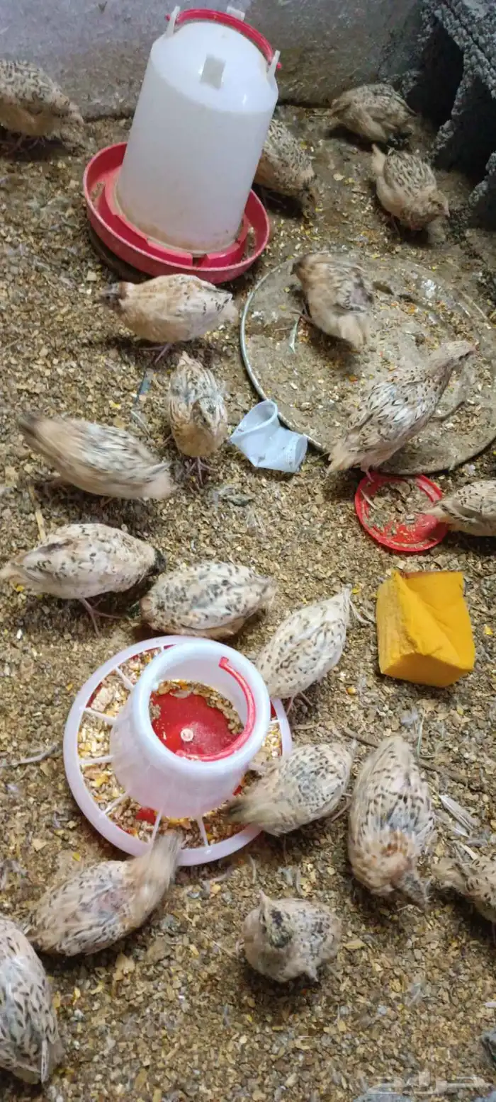 سمان بشاير 2