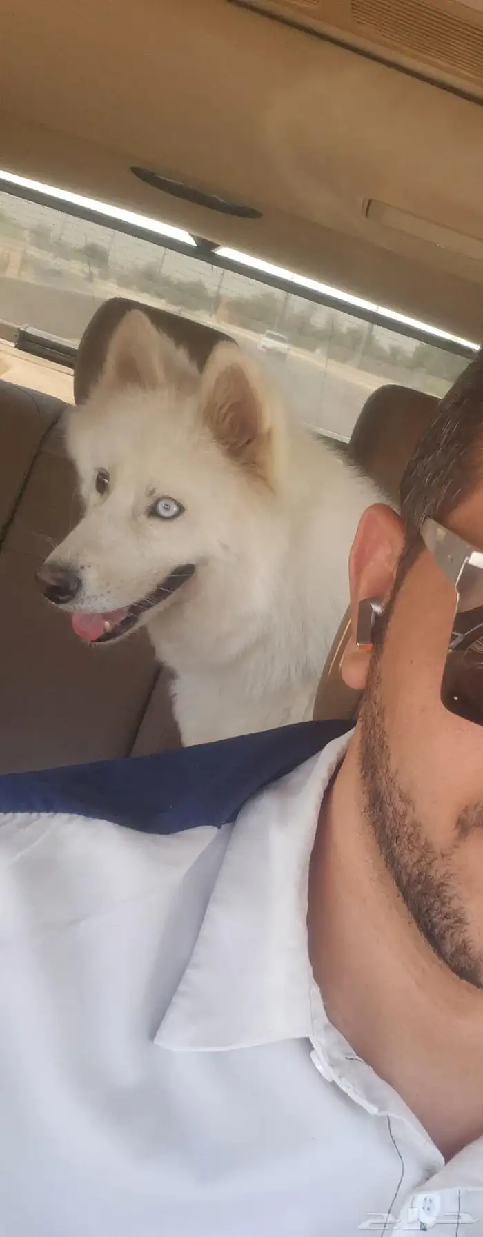 ذكر هاسكي سموايد للتزاوج 0