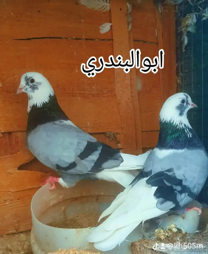 حمام قطيفي 0