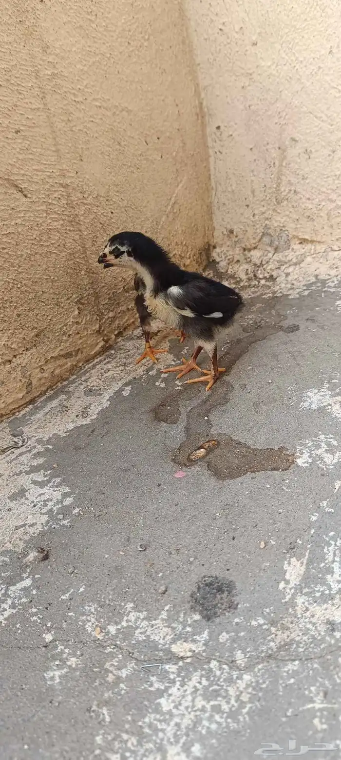 دجاج شامو هزاز للبيع 1