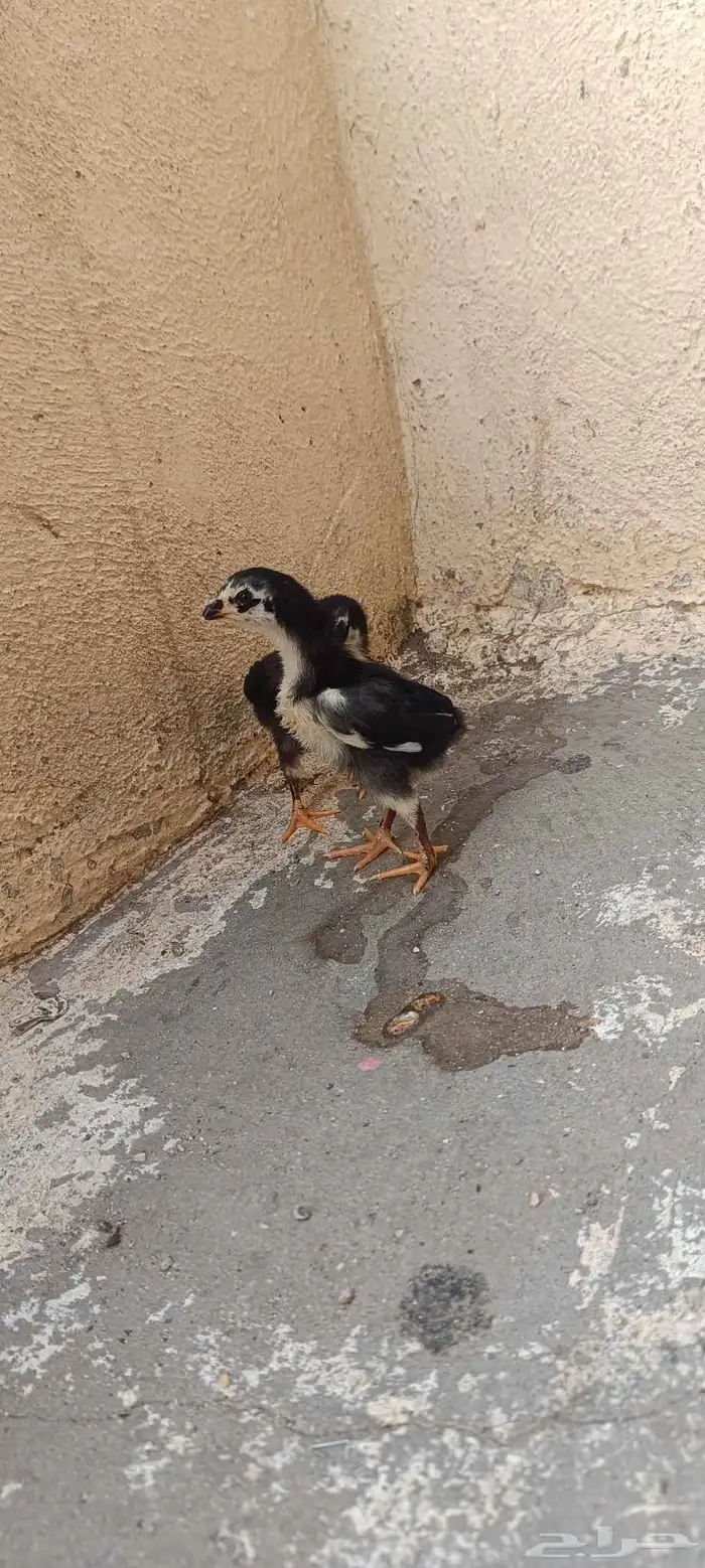 دجاج شامو هزاز للبيع 0