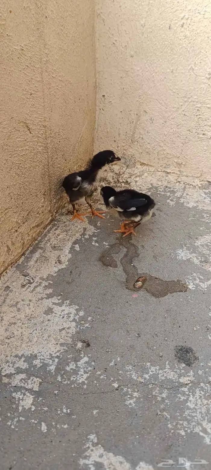 دجاج شامو هزاز للبيع 2