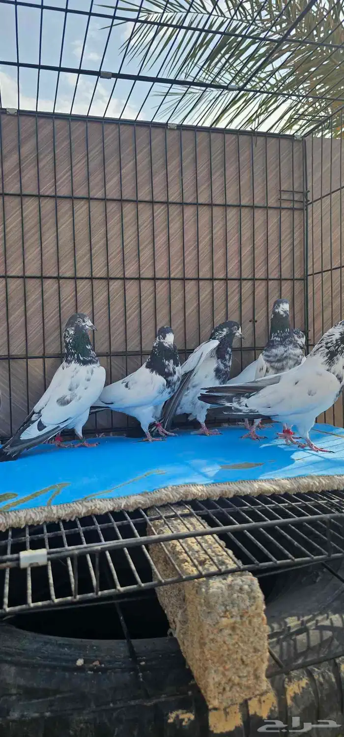 حمام باكستاني تيدي جنسرا 24