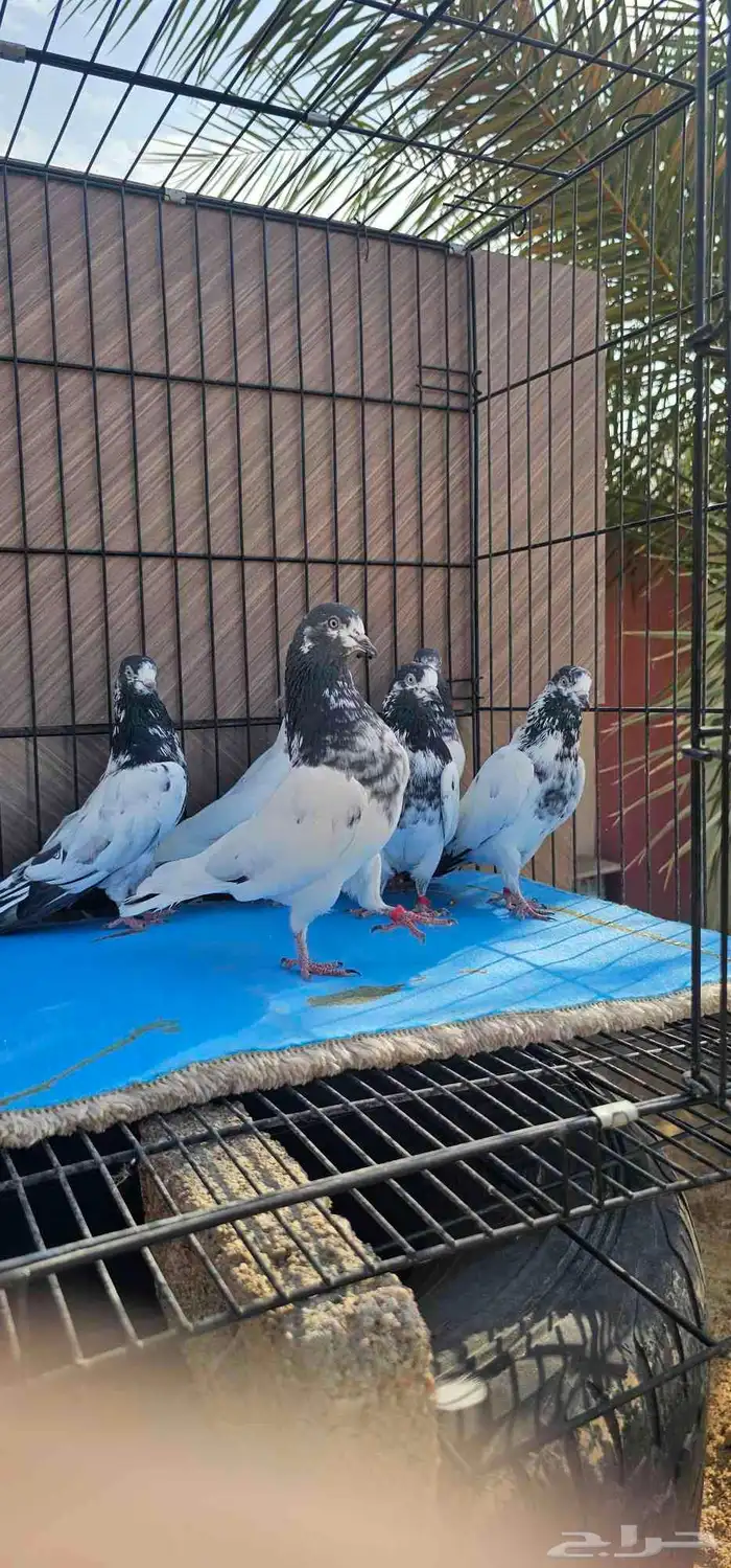 حمام باكستاني تيدي جنسرا 20