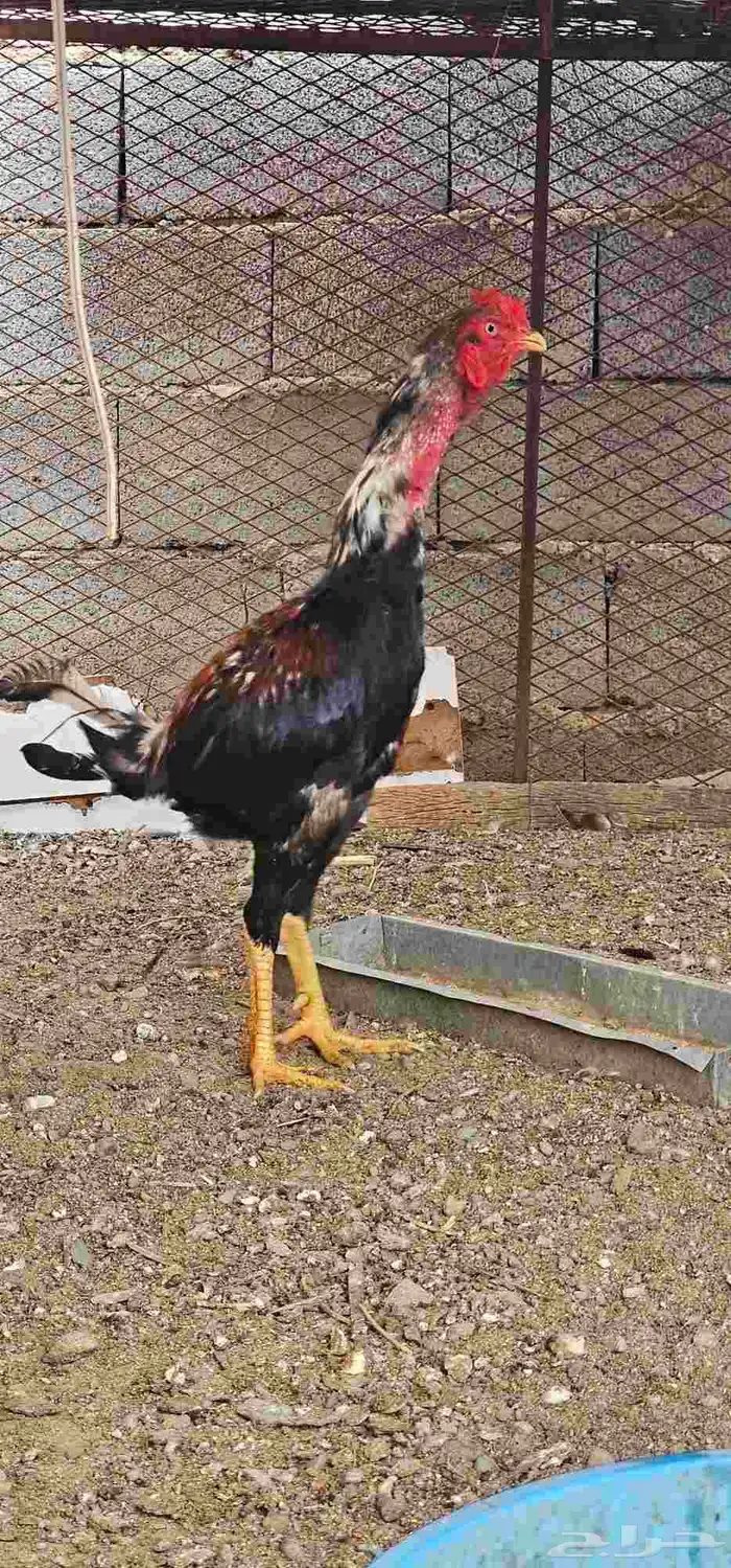 ديك باكستاني سندي 3