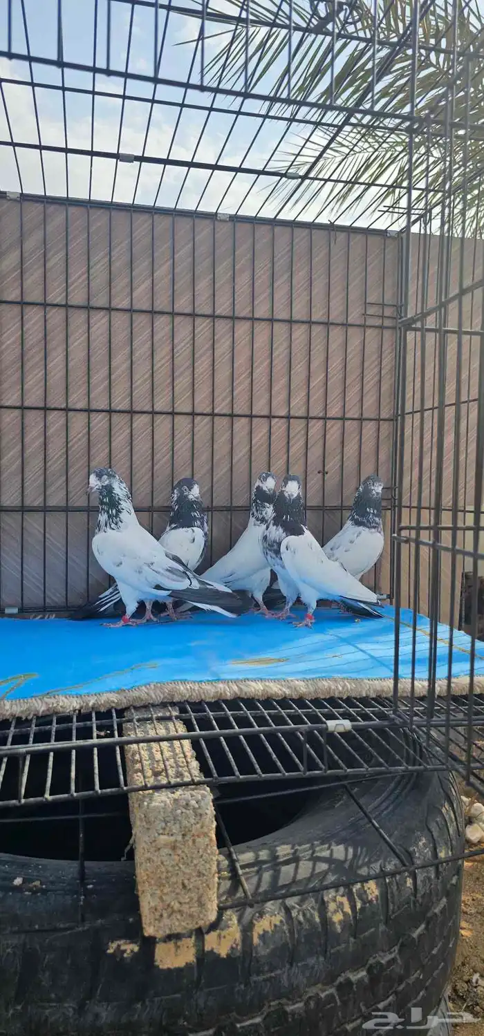 حمام باكستاني تيدي جنسرا 21