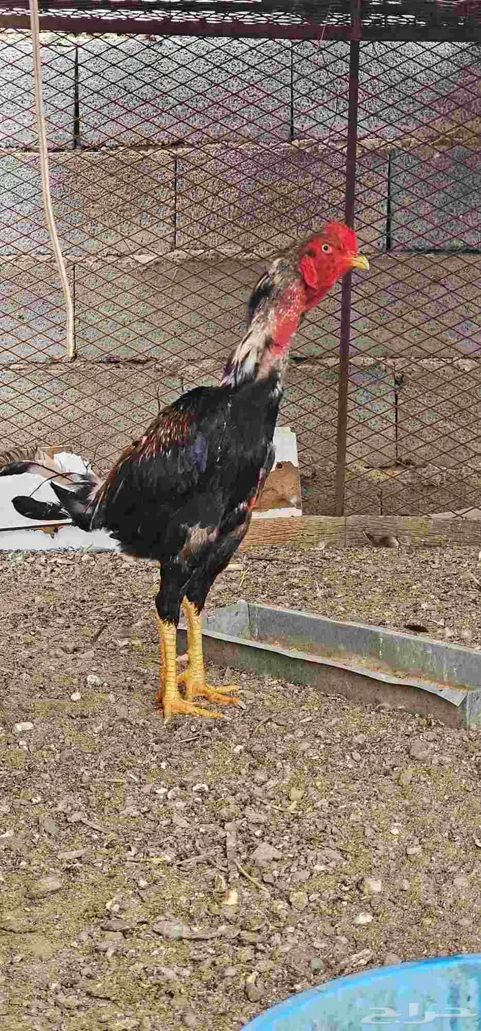 ديك باكستاني سندي 4