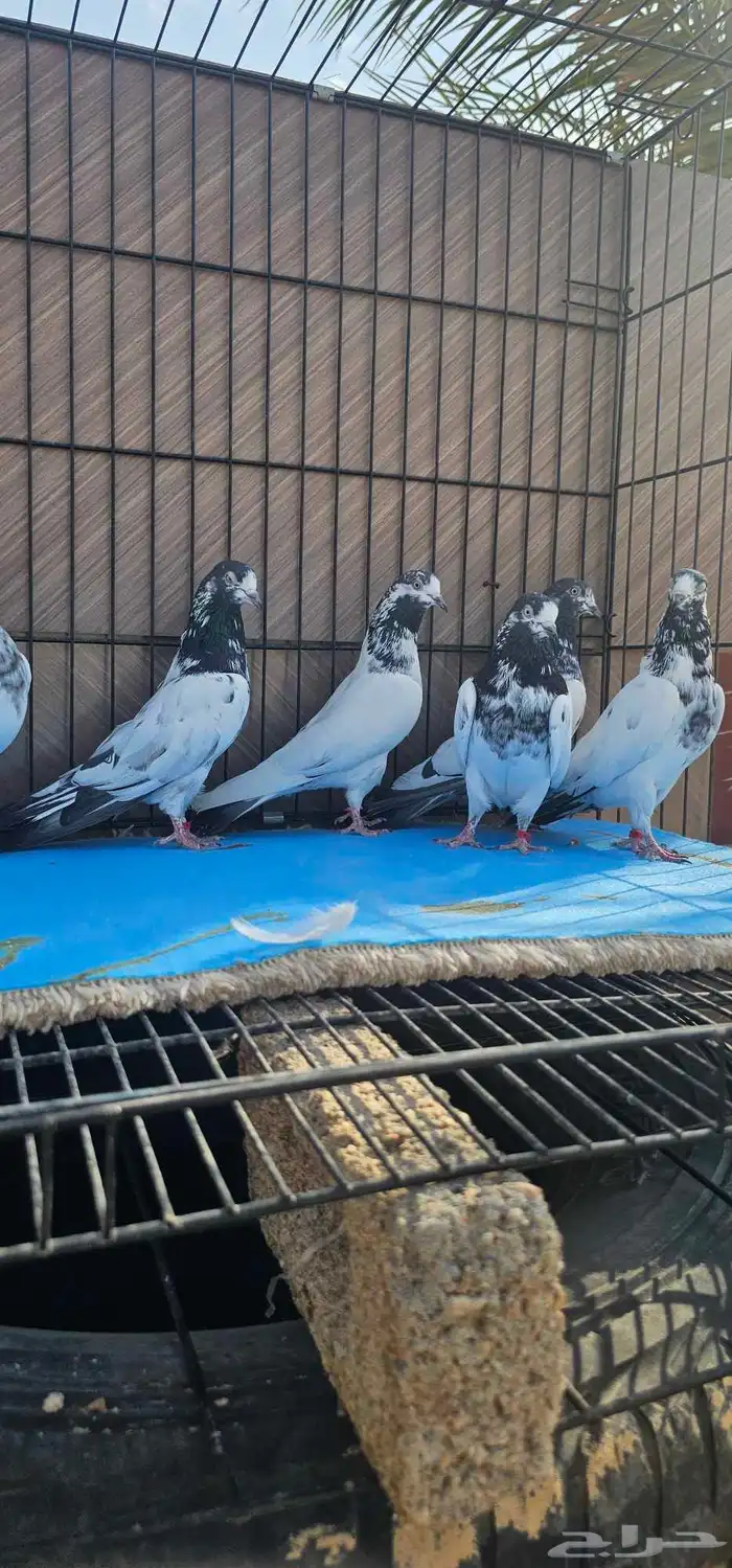 حمام باكستاني تيدي جنسرا 19