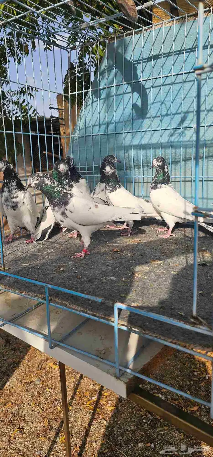 حمام باكستاني تيدي جنسرا 8