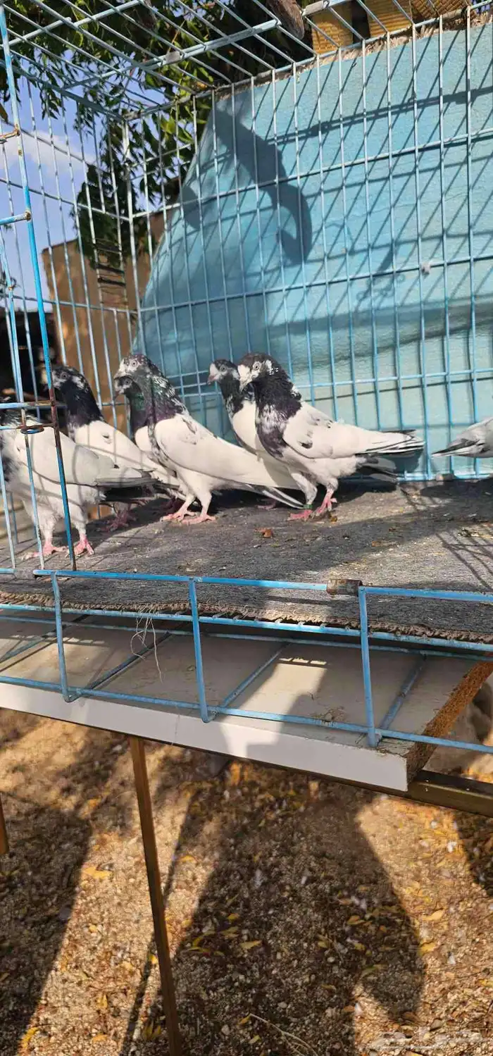 حمام باكستاني تيدي جنسرا 11