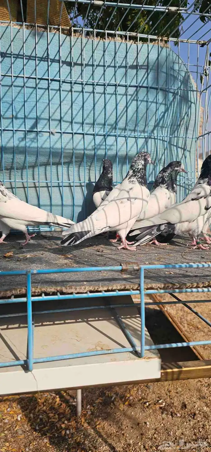 حمام باكستاني تيدي جنسرا 13