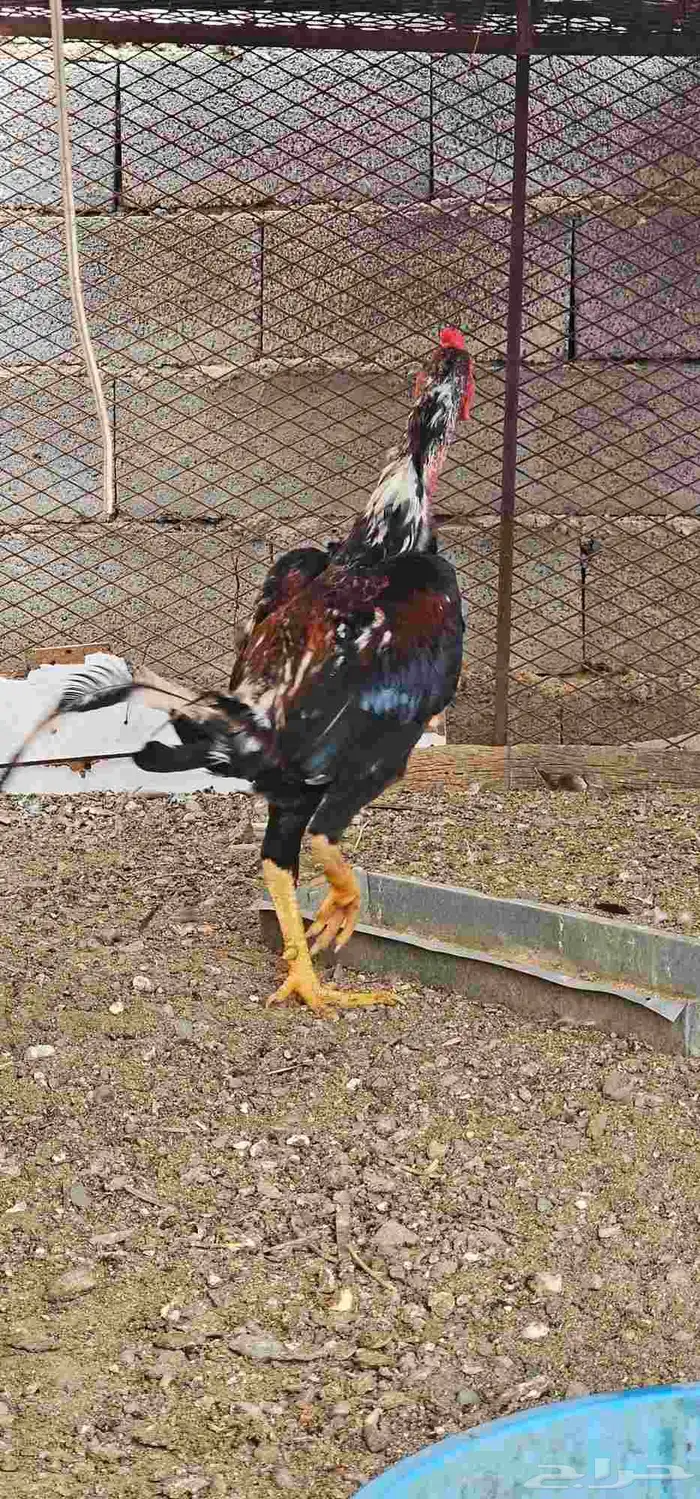 ديك باكستاني سندي 2