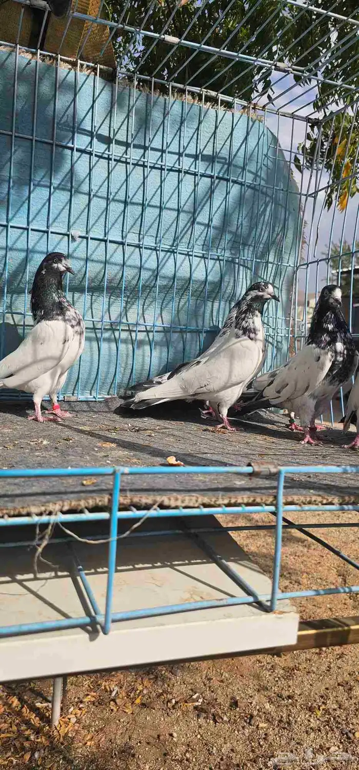 حمام باكستاني تيدي جنسرا 18