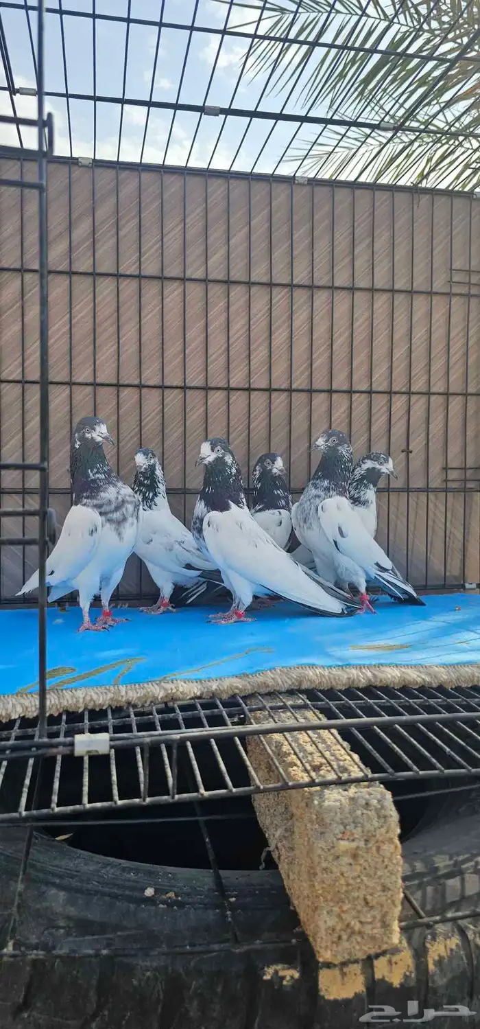 حمام باكستاني تيدي جنسرا 22