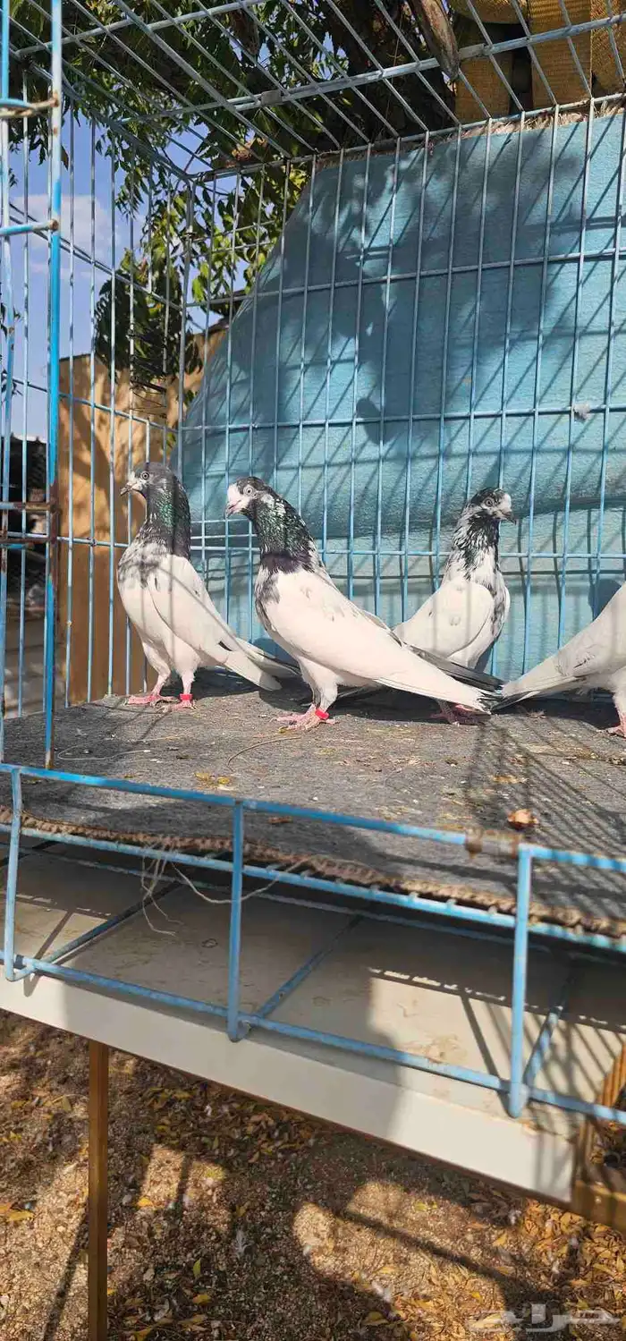 حمام باكستاني تيدي جنسرا 16