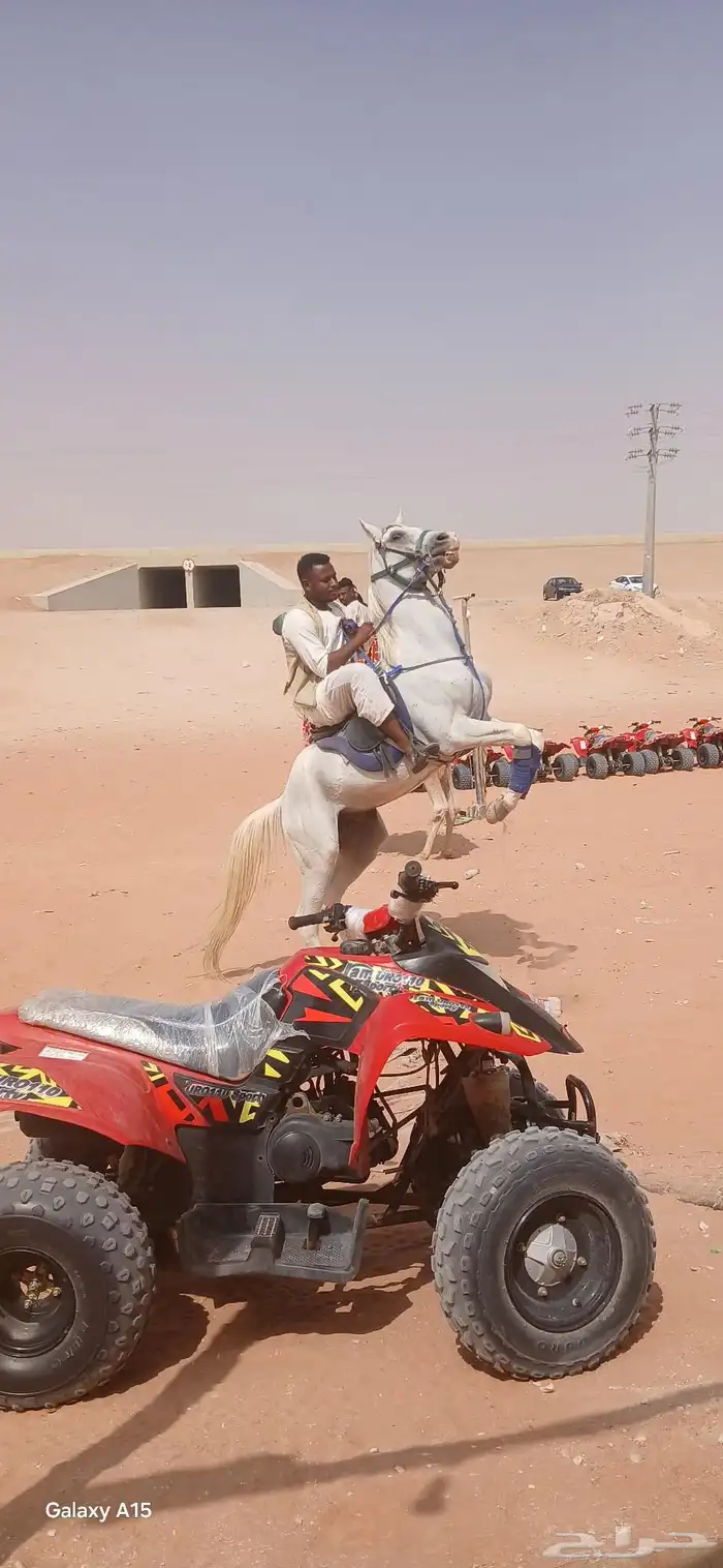 أجار جمال رحول قليصه وا خيول بي اليوم وا الاسبوع وا الشهر 3