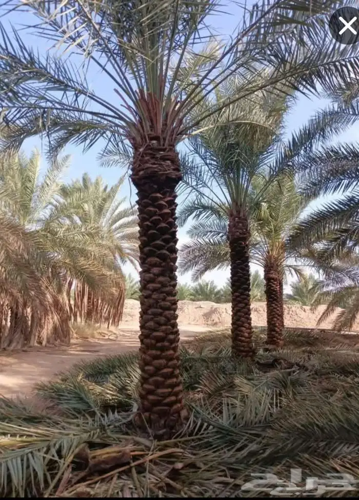 أشجار زيتون ونخل مثمرللبيع 2