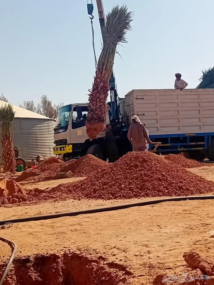 يوجد لا دينا جميع انواع انخيل الي له رغبه يتوصل 0
