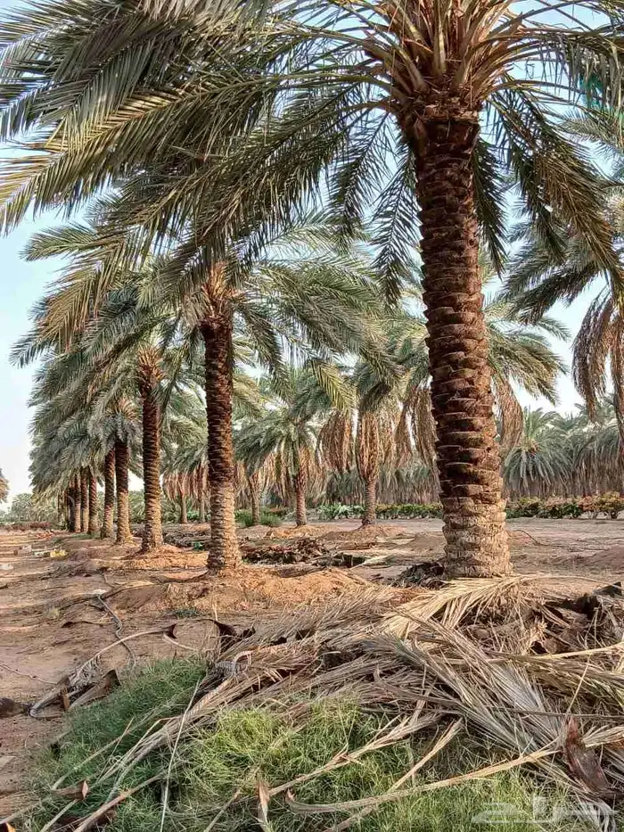 تكريب وتنضيف انخيل وتحويض قلاع الفروخ وغرس 4